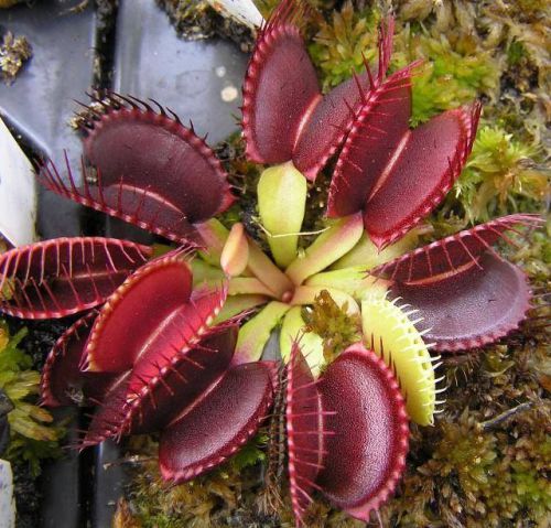 FRESH RARE Dionaea  Muscpula &#034;Big Mouth&#034; (Venus Fly Trap)(10 seeds)Carnivorous