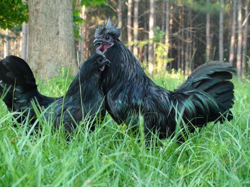4 + EXTRA Ayam Cemani Hatching Eggs - orginal importer from Orpingtons Galore
