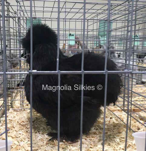 12 Bearded Black Silkie Hatching Eggs - Show/Breeder Quality Stock