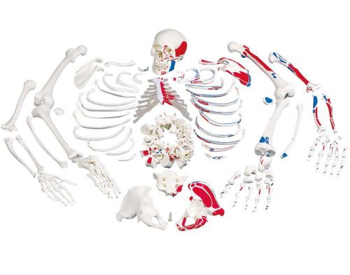 3B Scientific A05/2 Disarticulated Full Human Skeleton painted muscles with 3 pa
