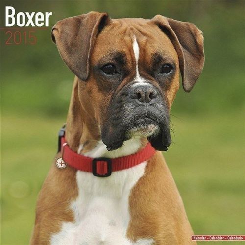 NEW 2015 Boxer (Euro) Wall Calendar by Avonside- Free Priority Shipping!