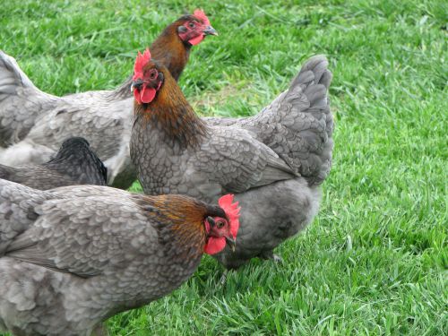 Pure Hatching Eggs- AMERAUCANA/ COPPER MARANS/ CREAM LEGBAR