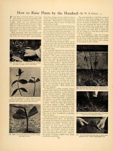 1905 Article Garden Dividing Phlox Perennial Green - ORIGINAL GM1