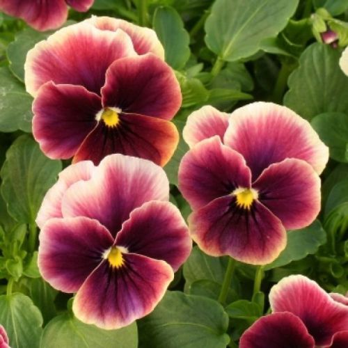 SALE,,,Fresh Gorgeous Purple Flake Pansy (10+ Seeds) House or Bedding Plant, WOW