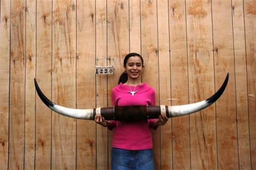 Steer long horns 4&#039; 8&#034; no skull skulls horn cow bull lh1220 for sale