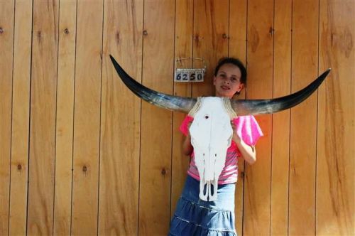 Steer skull and 3&#039; 5&#034; long horns cow longhorns h6250 for sale