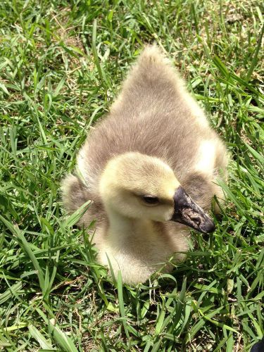 6+ African Geese Hatching Eggs - Not A Pre-Sale!