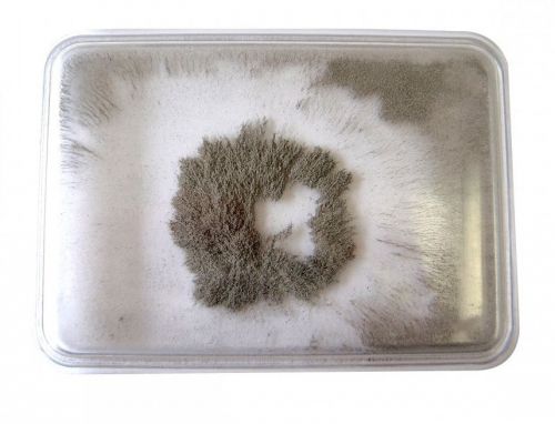 Iron filings in plastic case; pack of 5 field mapping for sale