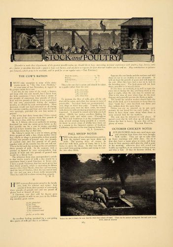1907 article agriculture livestock sheep chickens cows geese capons farming cla1 for sale
