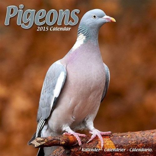 NEW 2015 Pigeons Wall Calendar by Avonside- Free Priority Shipping!