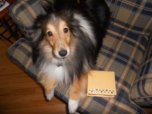 4 SHELTIE RESCUE YELLOW NOTE BOX HOLDER WITH PAW PRINTS PLAIN NOTE PAPER