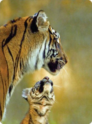 Tiger Mother &amp; Cub Warm 4 Mouse Pad