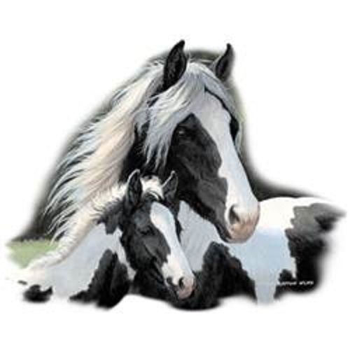 Gypsy Paint Mare &amp; Foal Horse HEAT PRESS TRANSFER for T Shirt Sweatshirt 239a