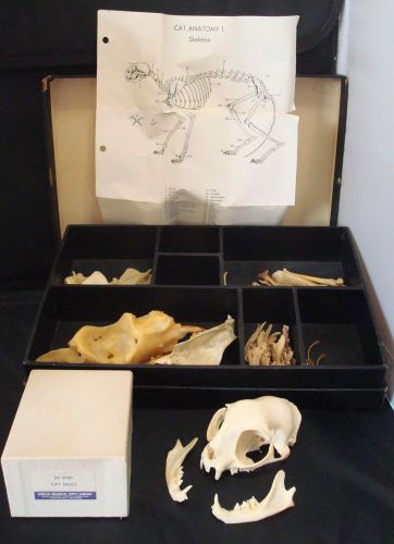Vintage 1960s &#034;Cat Skull&#034; &amp; Other Parts! Carolina Biological Supply Company! WoW