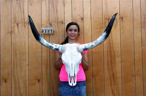 Steer skull and 3&#039; 5&#034; long horns cow longhorns h6151 for sale