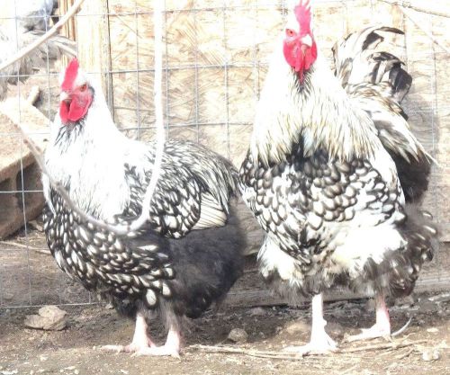 7+ LF Silver Laced English Orpington  chicken hatching eggs.