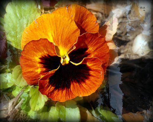 SALE,,,Fresh Beautiful Hot Orange Flame Pansy (10+ Seeds) House or Bedding Plant