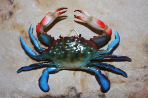 4), 9&#034;-10&#034;, BLUE CRABS, Seafood Restaurant Decor, Crabshack Decoration, Wall