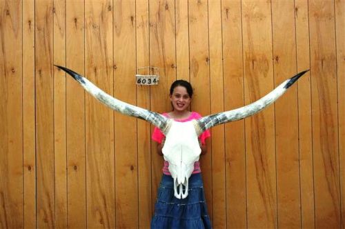 Steer skull long horns 5&#039; 11&#034; cow bull skulls horn h6034 for sale