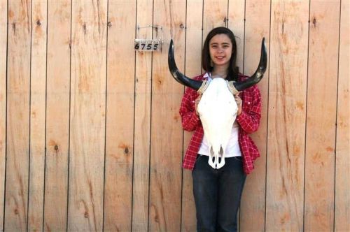 Steer skull long horns 1&#039; 8&#034; cow bull skulls horn h6755 for sale