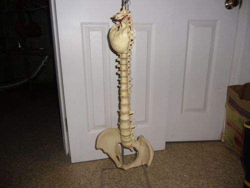 Chiropractor Back Bone Spine Display