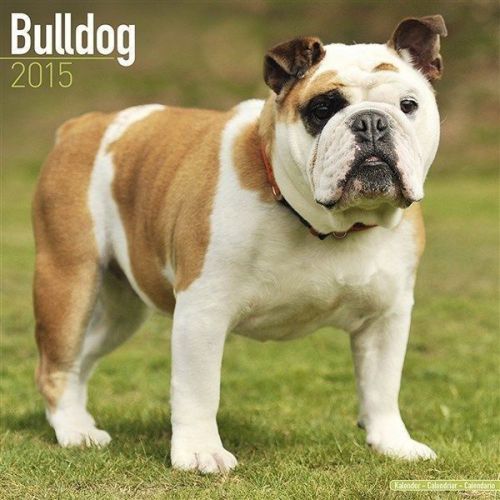 NEW 2015 Bulldog Wall Calendar by Avonside- Free Priority Shipping!