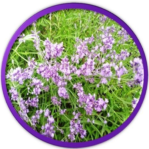 30 Custom English Lavender Personalized Address Labels