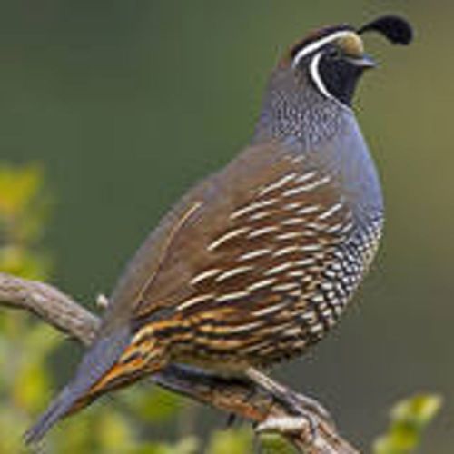 HOW TO RAISE QUAIL - Over 100 Manuals on CD - Hatching ,Eggs,Coop Plans &amp; MORE1