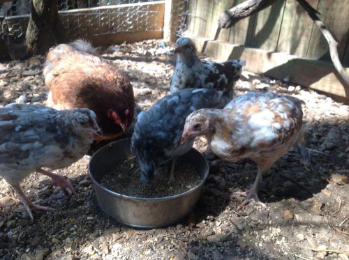 Rare Swedish Flower Hens ~ 6+ Hatching Eggs Crested/Non Crested