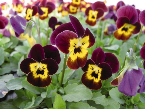 Fresh Beautiful Viola Cornuta (Horned Pansy)(20+ Seeds) House or Bedding Plant