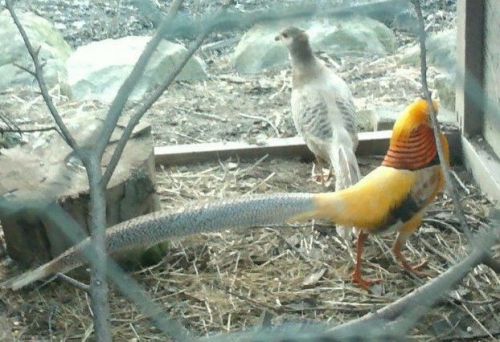 6+yellow golden  pheasant hatching eggs