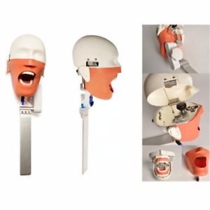 Dental Training Teeth Head model Dental Phantom Head Simulation to Dental Chiars