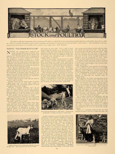 1907 Article Nanny Goat Poultry Feeders Winter Eggs - ORIGINAL CL5