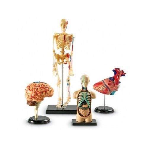 Human body set anatomical anatomy skeleton brain heart medical models learning for sale