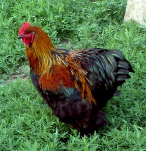 12 Brown Red Cochin Hatching Eggs (large fowl)