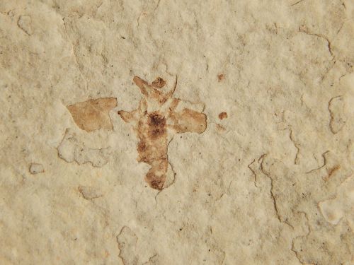A Nice! 100% NATURAL 50 Million Year Old BEE Insect Fossil from Wyoming! 85.8