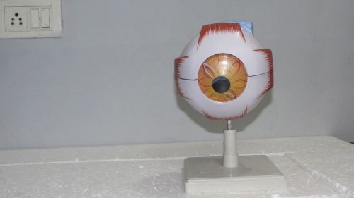 BEST QUALITY Human Eye Model,lab &amp; science FREE SHIPPING