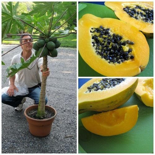 Fresh Exotic Dwarf Hawaiian Papaya “Waimanalo&#034; (Sweet)(10 Seeds) Easy Grow,L@@K!