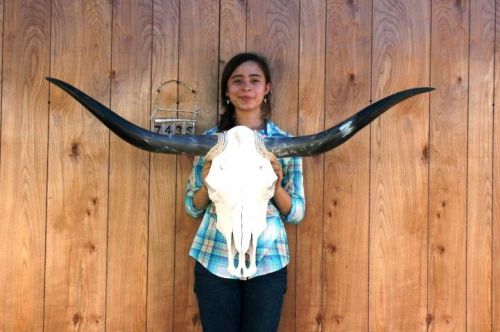 Steer skull long horns 4&#039; 2&#034; cow bull skulls horn h7435 for sale