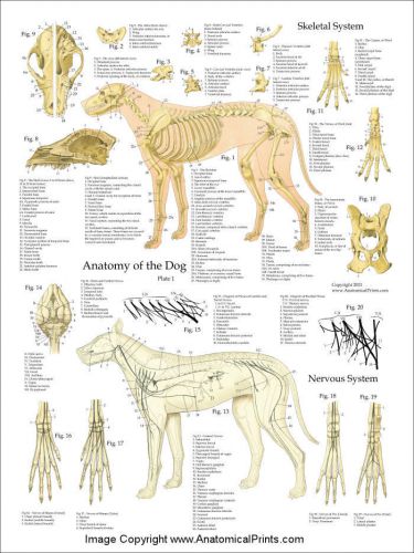 Dog Muscles Skeleton Vascular Anatomy 3 Poster Set - 18&#034; X 24&#034;