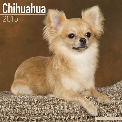 NEW 2015 Chihuahua Wall Calendar by Avonside- Free Priority Shipping!