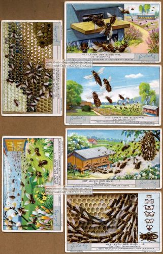 Honey Bee Hive Keeping And Apiculture SIX Pretty 1920s Cards