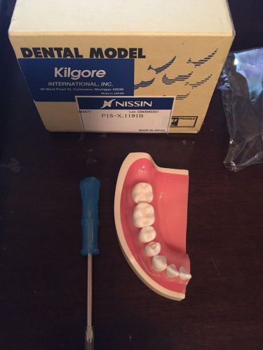 Nissin Dental Model