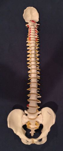 3b Scientific A58/1 Classic Flexible Spine Model, 29.1&#034; Height