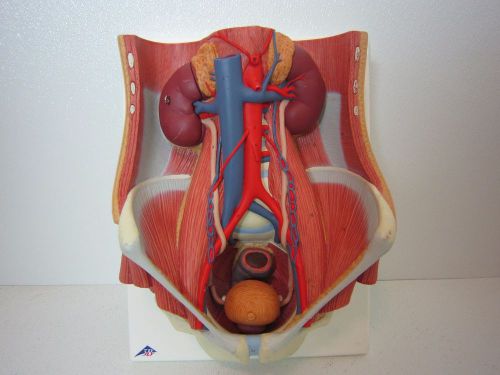 3B Scientific Medart Urinary Tract System Model  16&#034; x 12&#034; x 6&#034; Made in Germany
