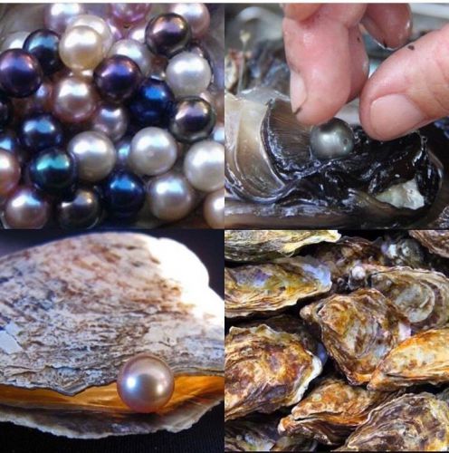 MAKE ME AN OFFER! 6 INDIVIDUALLY WRAPPED AKOYA OYSTERS WITH PEARLS 6-7mm