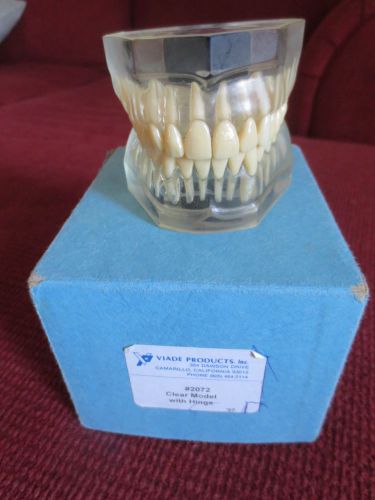 Viade Products #2072 Clear Translucent Anatomical Tooth Model (Hinged)