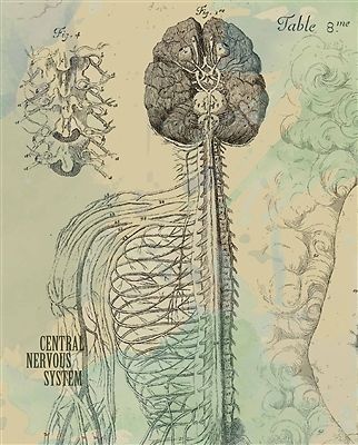 Central Nervous System Poster Print