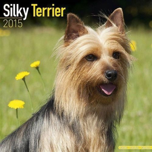 NEW 2015 Silky Terrier Wall Calendar by Avonside- Free Priority Shipping!