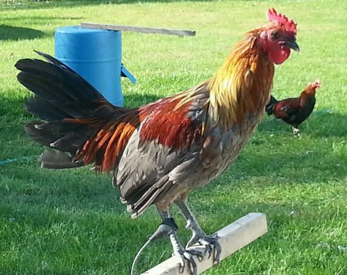 12, oklahoma gamefowl slip hitches w/pvc swivels tiecords, tether. complete! for sale